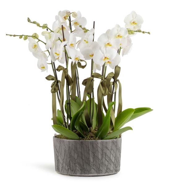 6 dal orkide 