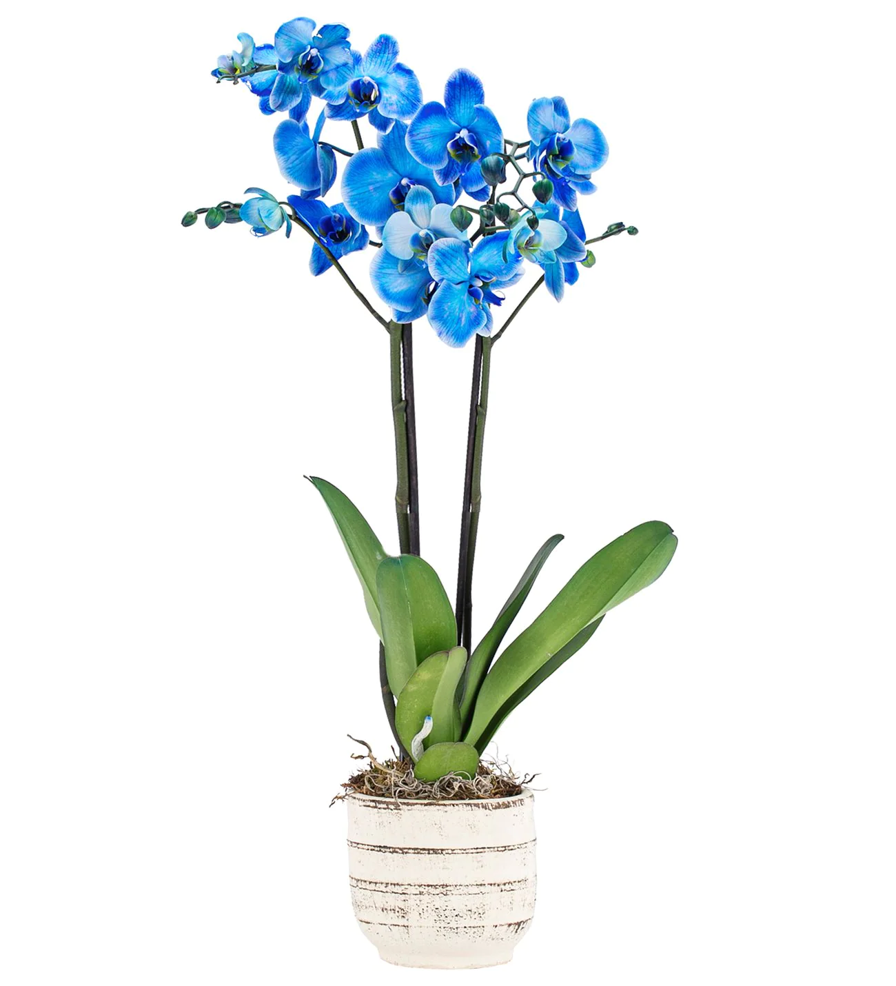 mavi rüya orkide