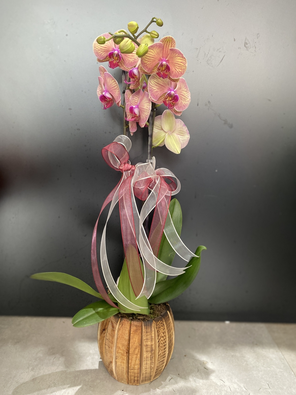 Ahşap saksıda kırçıllı orkide