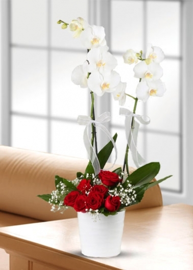 Beyaz Orkide ve Kırmızı Güller